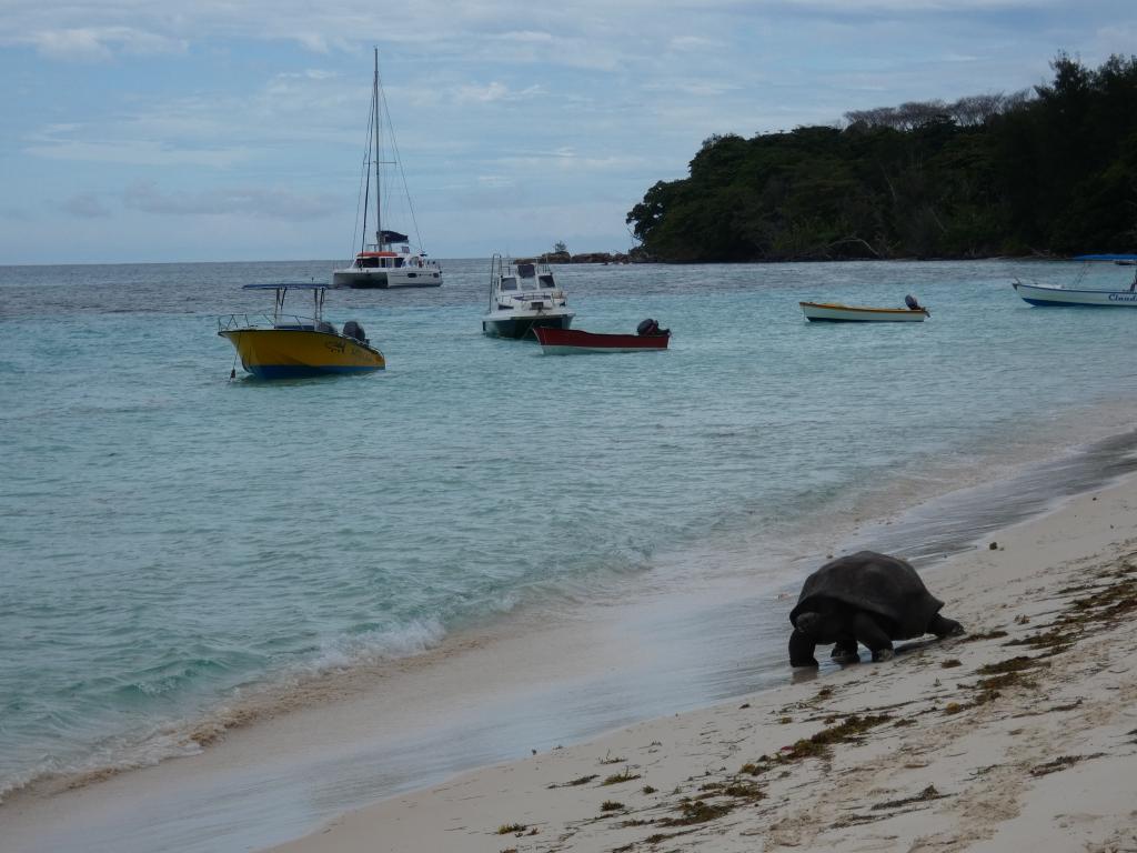 Schildkröte auf Curieuse Island