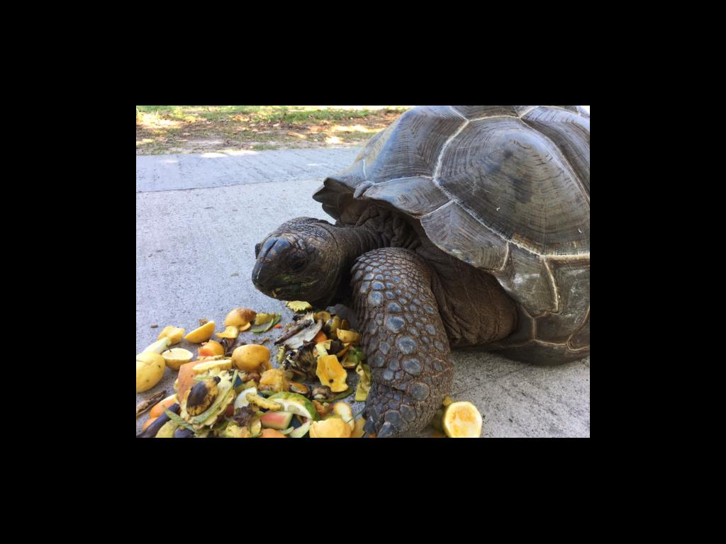 Riesenschildkröte am Anse Severe, La Digue