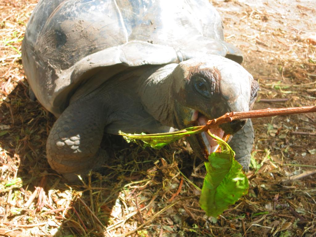 Riesenschildkröte LaDigue