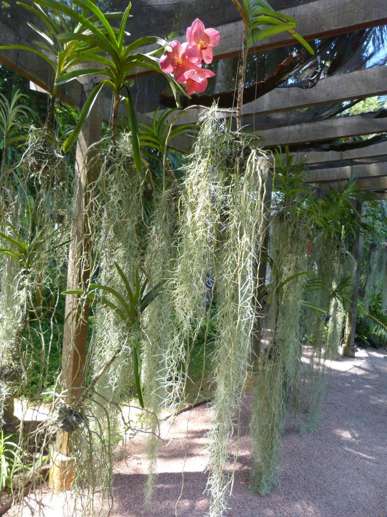 Botanischer Garten auf Mahé