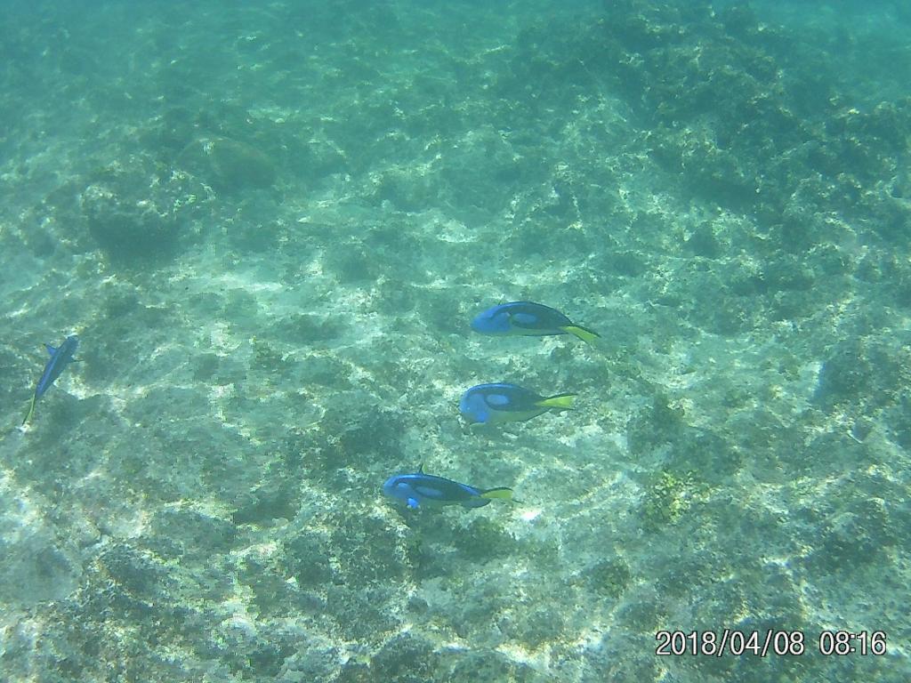 Fische entdecken beim Schnorcheln