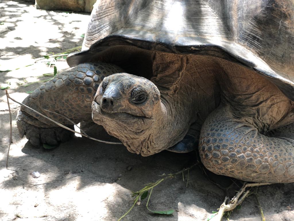 Riesenschildkröte im St. Anne Marine Park