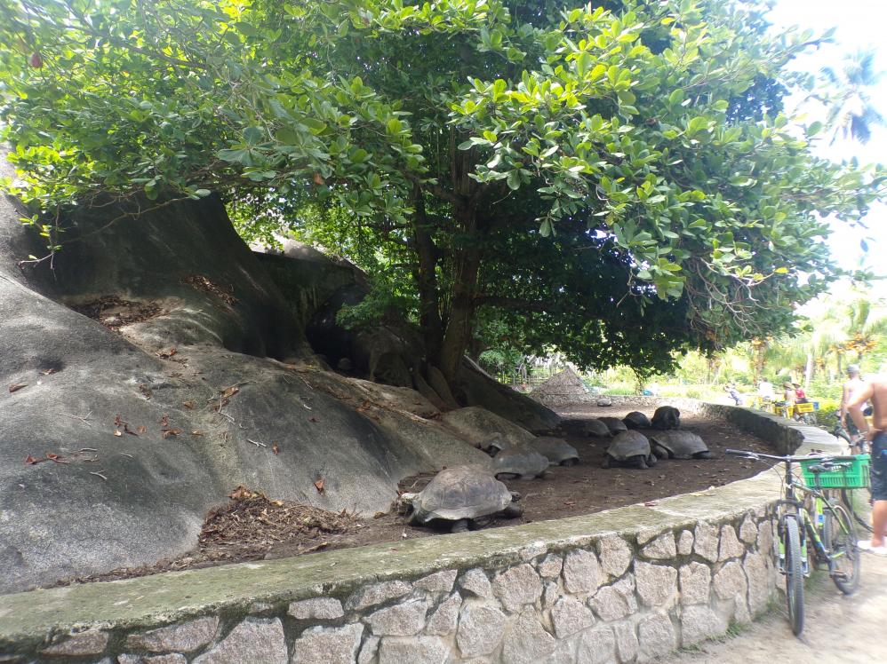 Riesenschildkröten im L'Union Estate Park