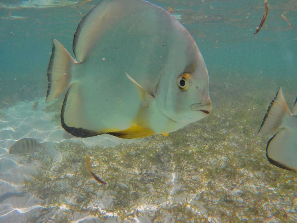 hungriger Fisch an der Anse Cocos