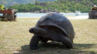 Curieuse Island, Riesenschildkröte