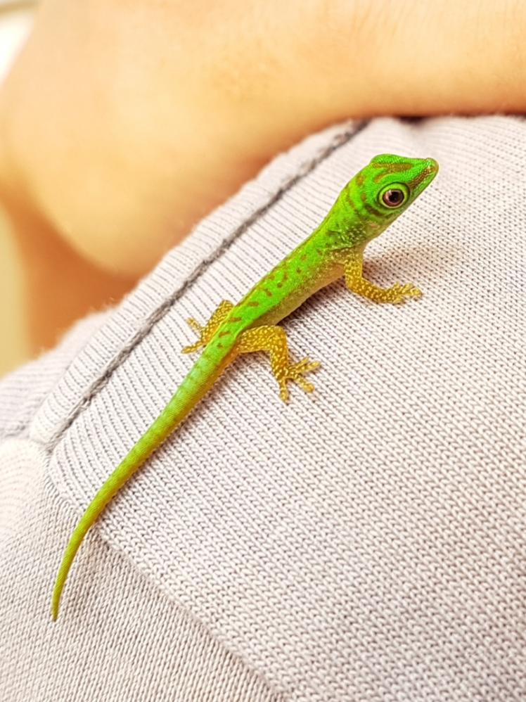 Gecko im Yasa