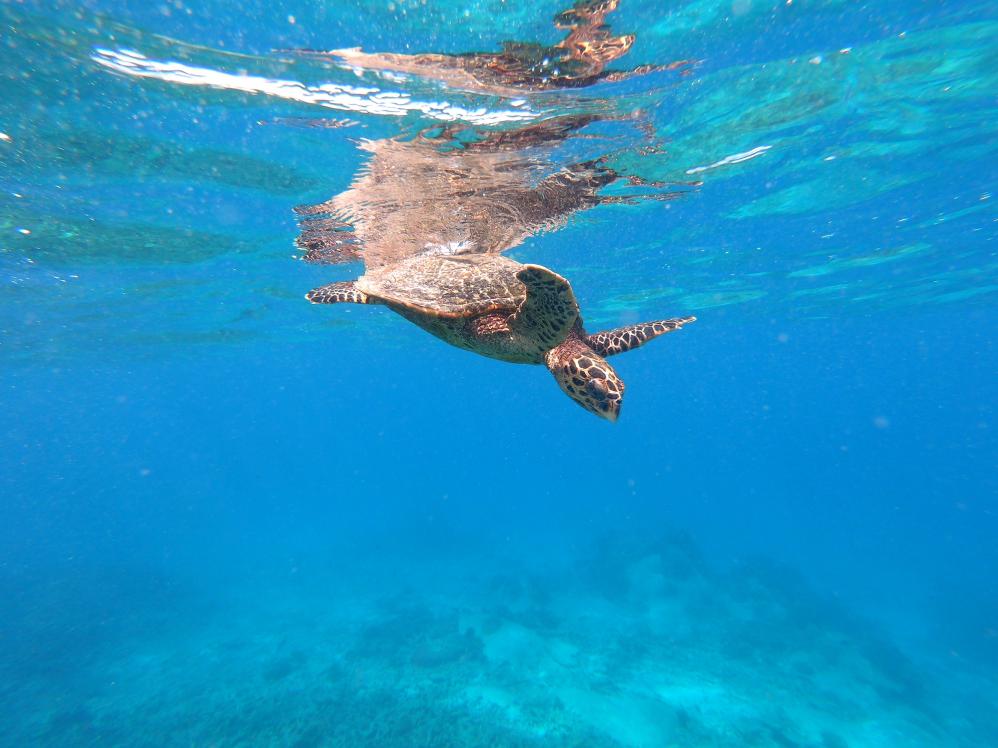 Highlight beim Schnorcheln: eine Meeresschildkröte