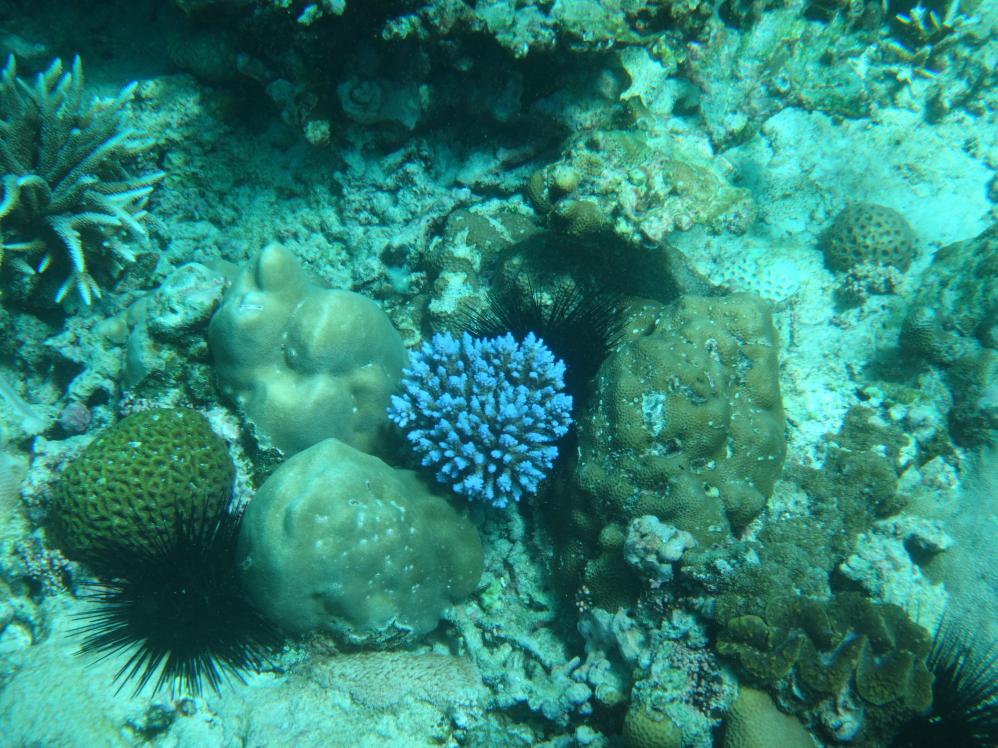 Korallen an der Anse Takamaka