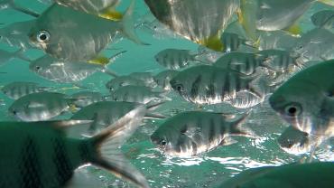 Fische fütter auf Cerf Island
