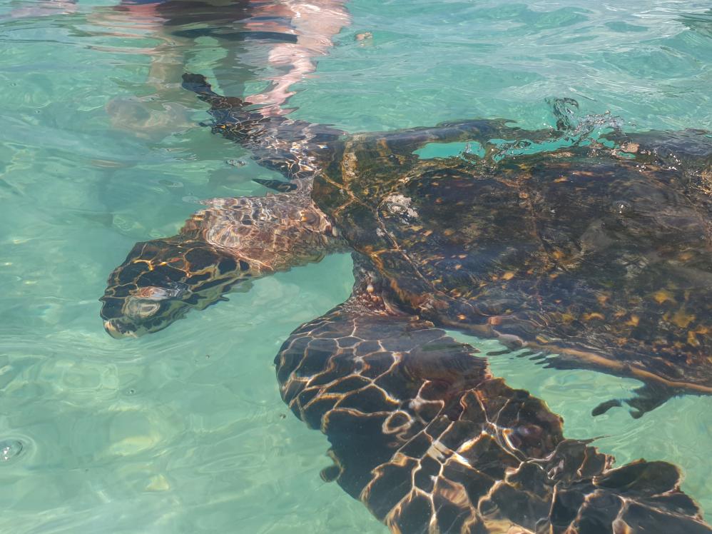 Wasserschildkröte an der Anse Cocos