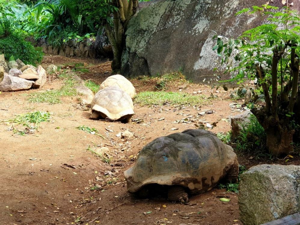 Schildkröten im Wildlife Conservation and Rehabilitation Center des Banyan Tree Resorts