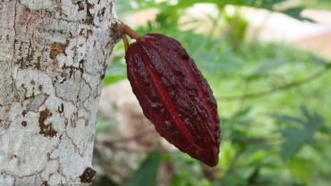 Kakaopflanze im Jardin du Roi (Mahé)