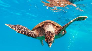 Schildkröte vor Coco Island