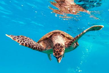 Seychellen - Urlaub im Inselparadies