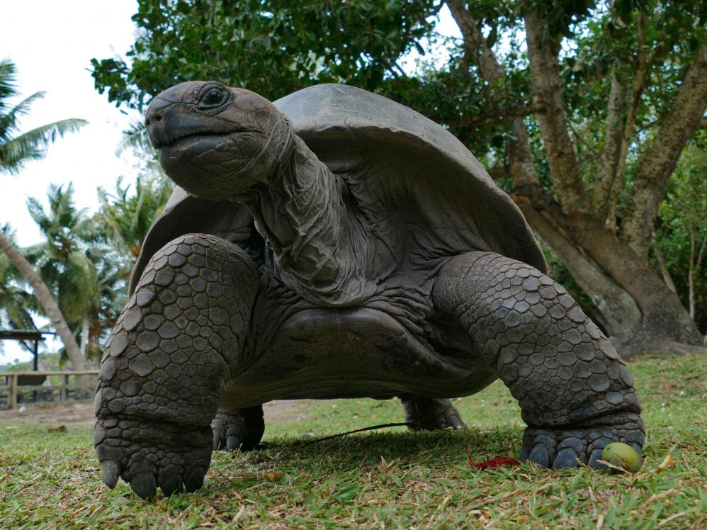 Curieuse, Aldabra-Riesenschildkröte