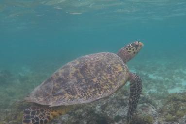 Les Seychelles et les tortues marines
