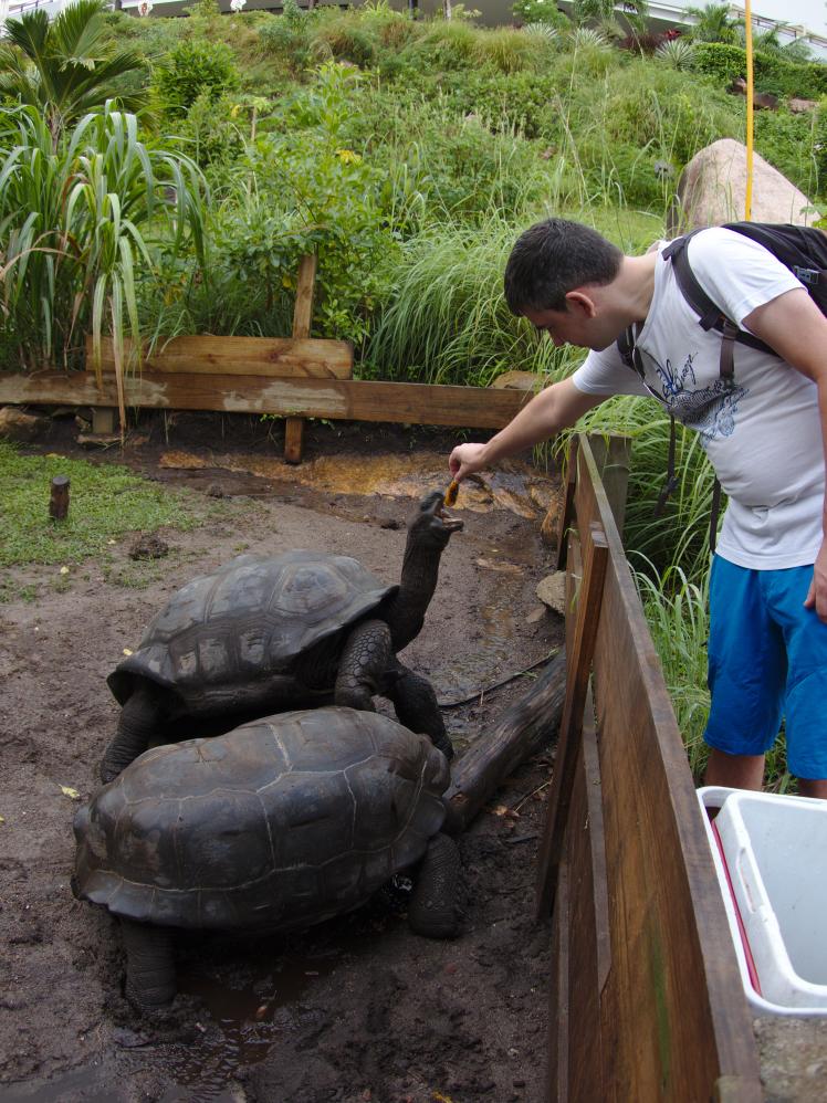 Hungrige Schildkröten an der Anse Takamaka (Praslin)