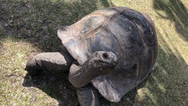 Riesenschildkröten Besuch der Insel  Curieuse