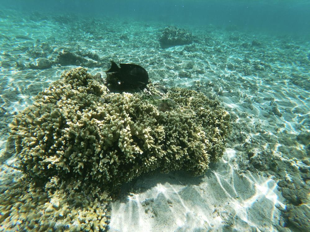 Unterwasserwelt am hauseigenen Riff