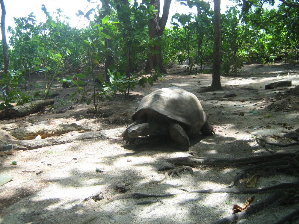 Giant Tortoise, Curieuse