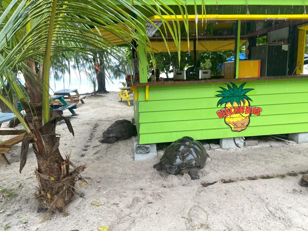 La Digue: Riesenschildkröten auch am Bikini Bottom
