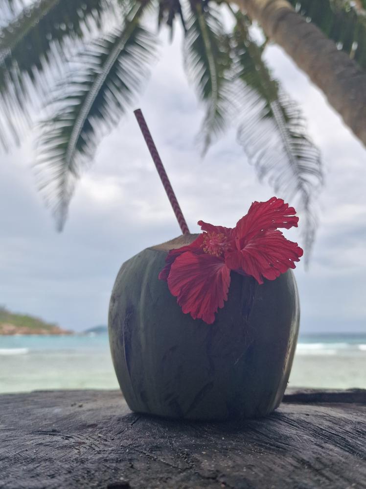 Kokosnuss an der Anse Cocos