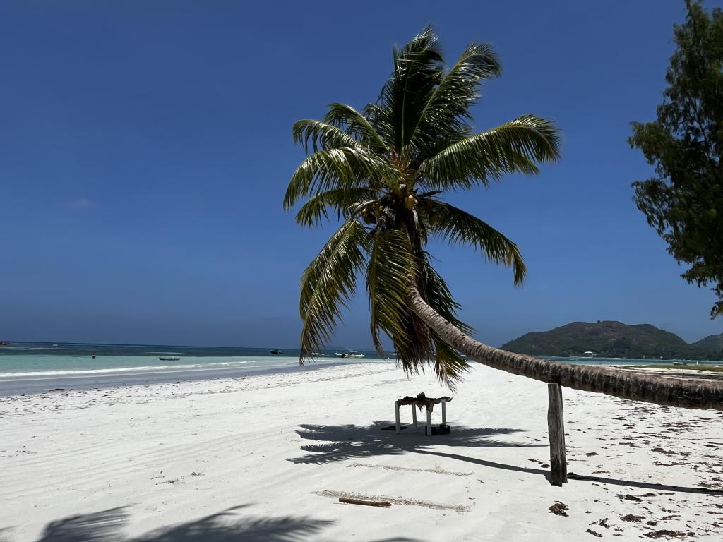 Die horizontale Palme in Praslin am Anse  Volbert.