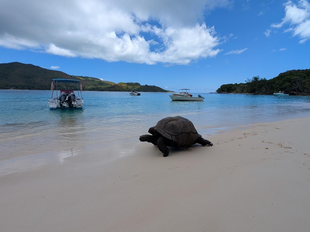 Schildkröte auf Curieuse
