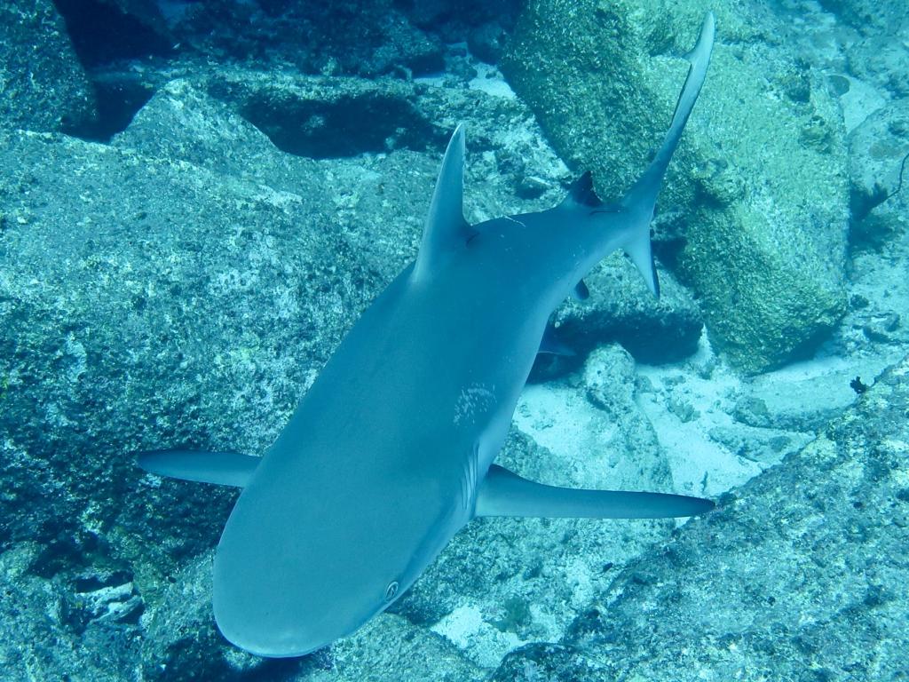 Grauer Riffhai
