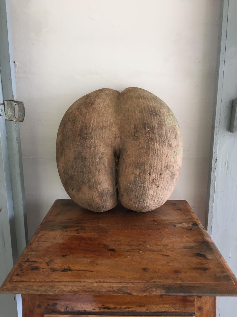 Coco de Mer Coco de Mer