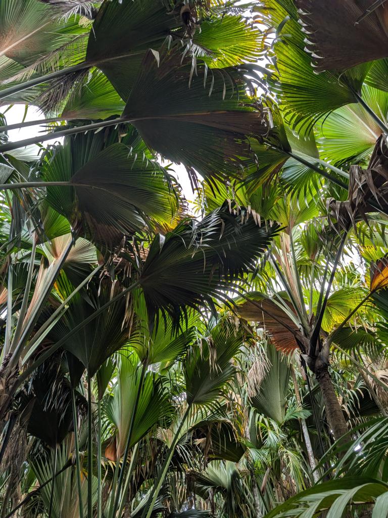 Vallée de Mai, Praslin