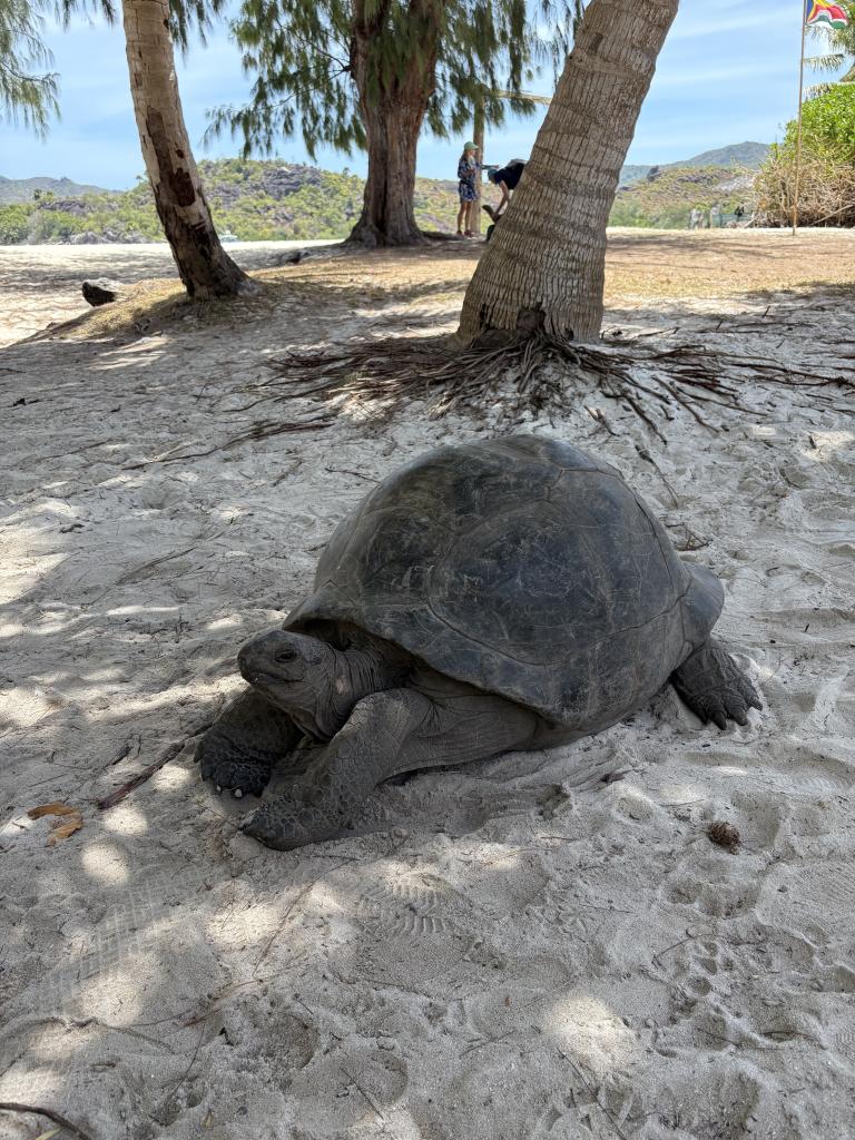 Riesenschildkröte auf Curieuse