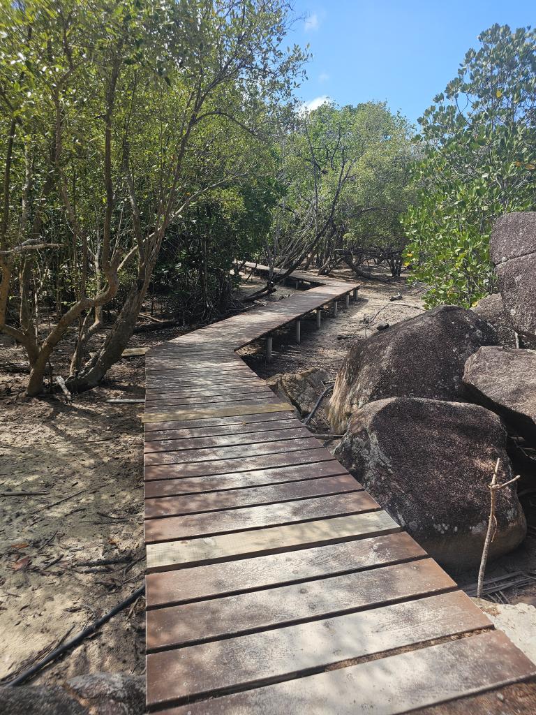 Weg durch die Mangroven