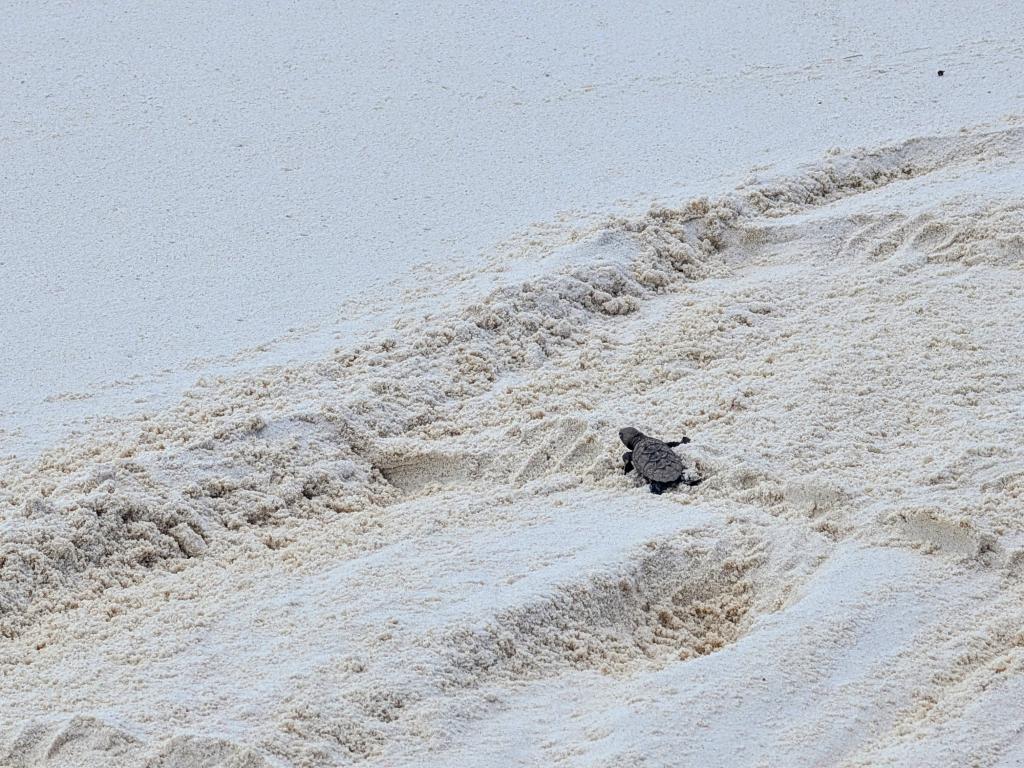 Baby-Meeresschildkröte