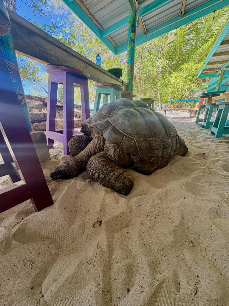 Beachbar mit Riesenschildkröte