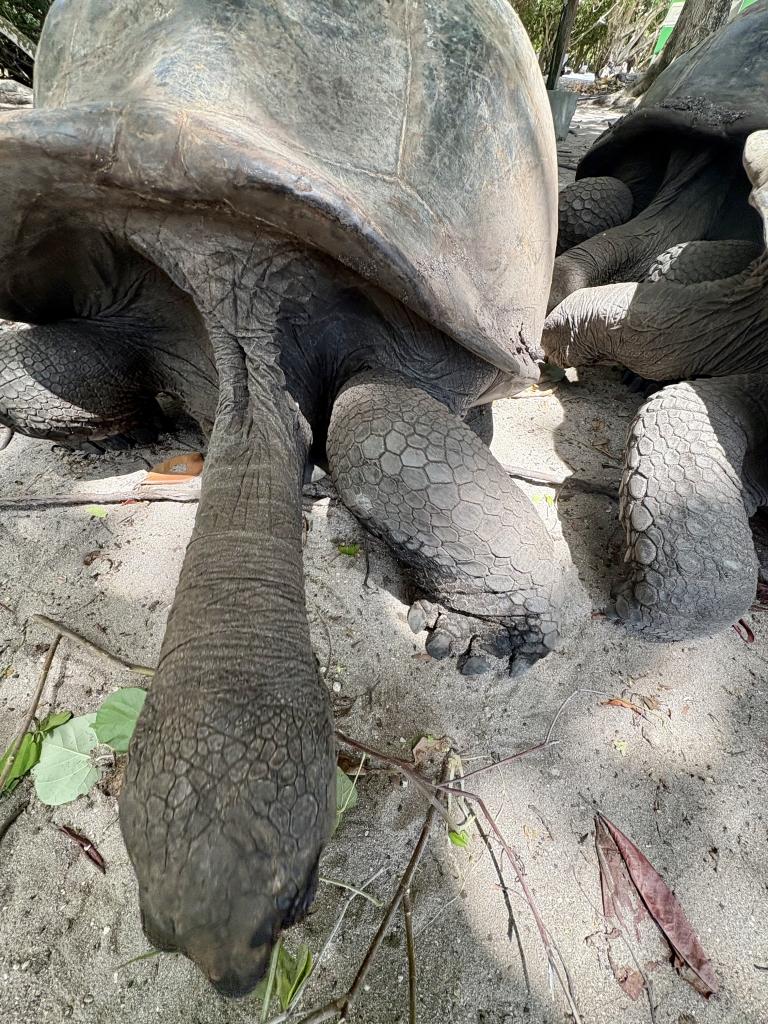 Riesenschildkröte auf Curieuse