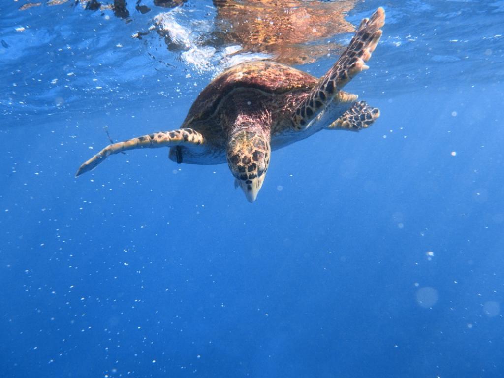 Schildkröte vor Felicité Schildkröte vor Felicité