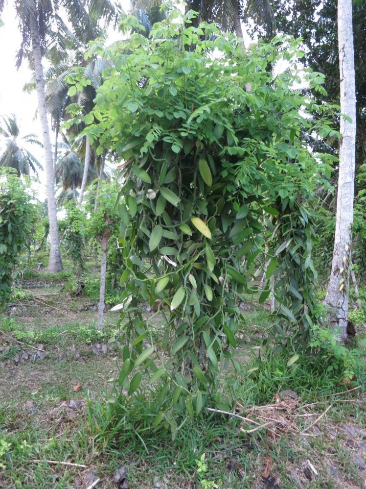 plantation vanilla seychelles exploring journals islands three main