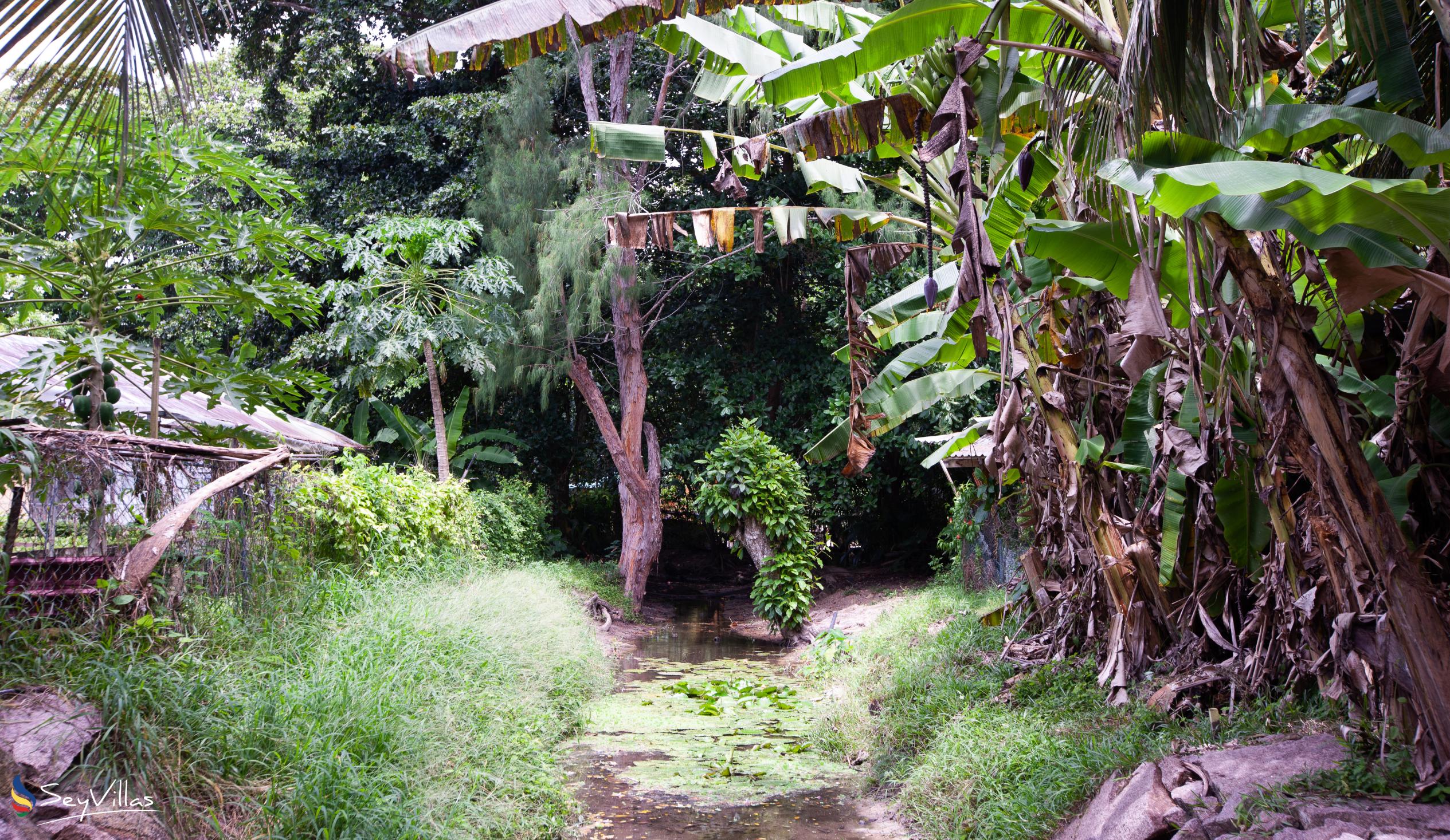 Photo 15: Buisson Guest House - Outdoor area - La Digue (Seychelles)