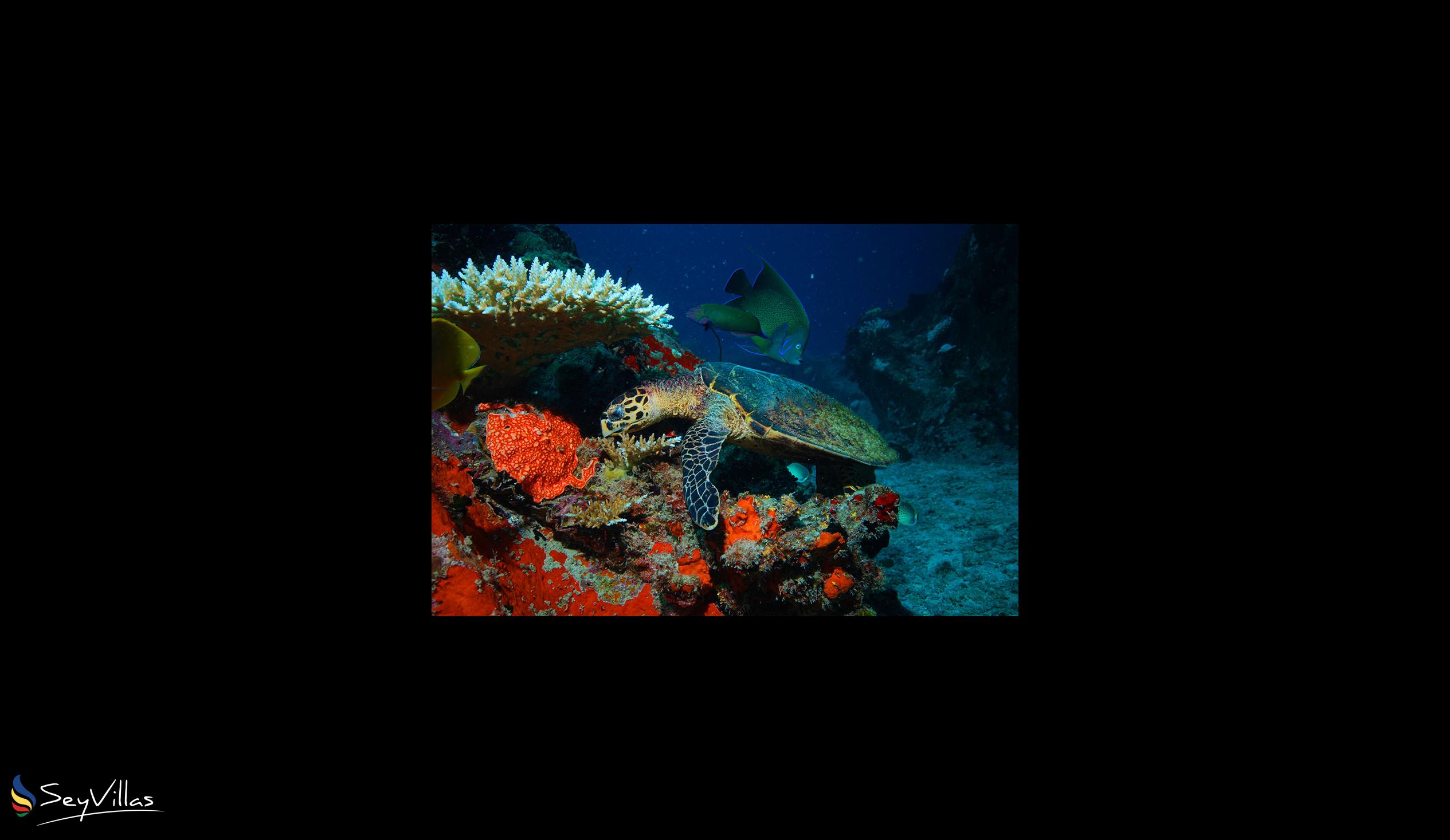 Foto 28: Silhouette Seychelles Dive Safari - Innenbereich - Seychellen (Seychellen)