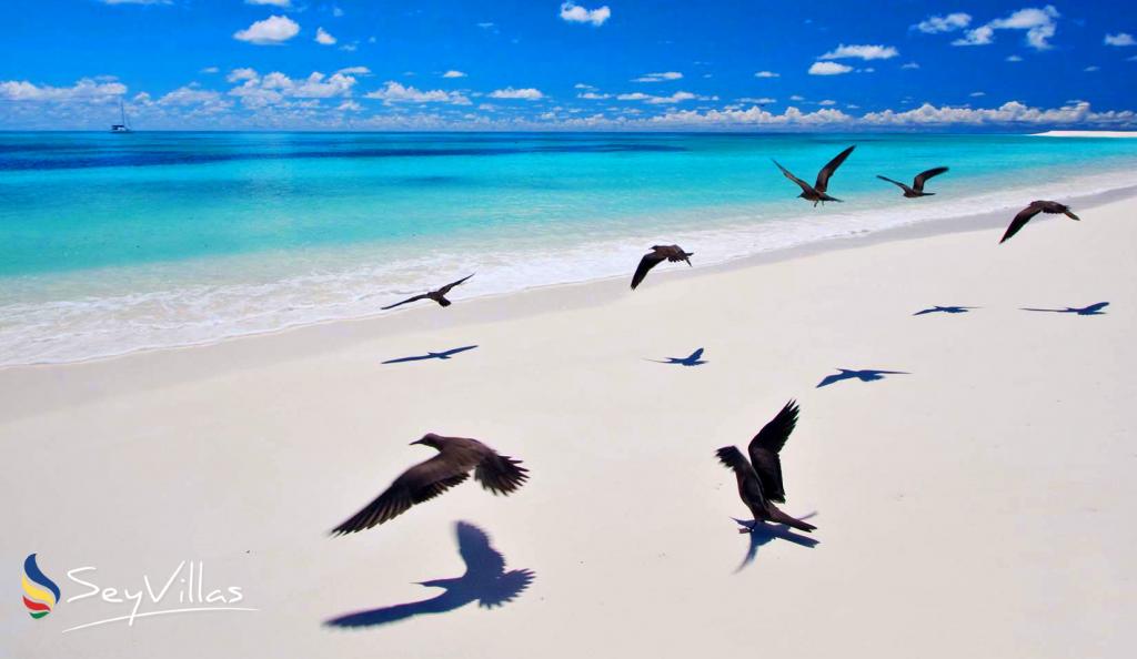 Bird Island Seychelles Apartment Location Bird Island (Seychelles