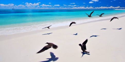 Bird Island Seychelles
