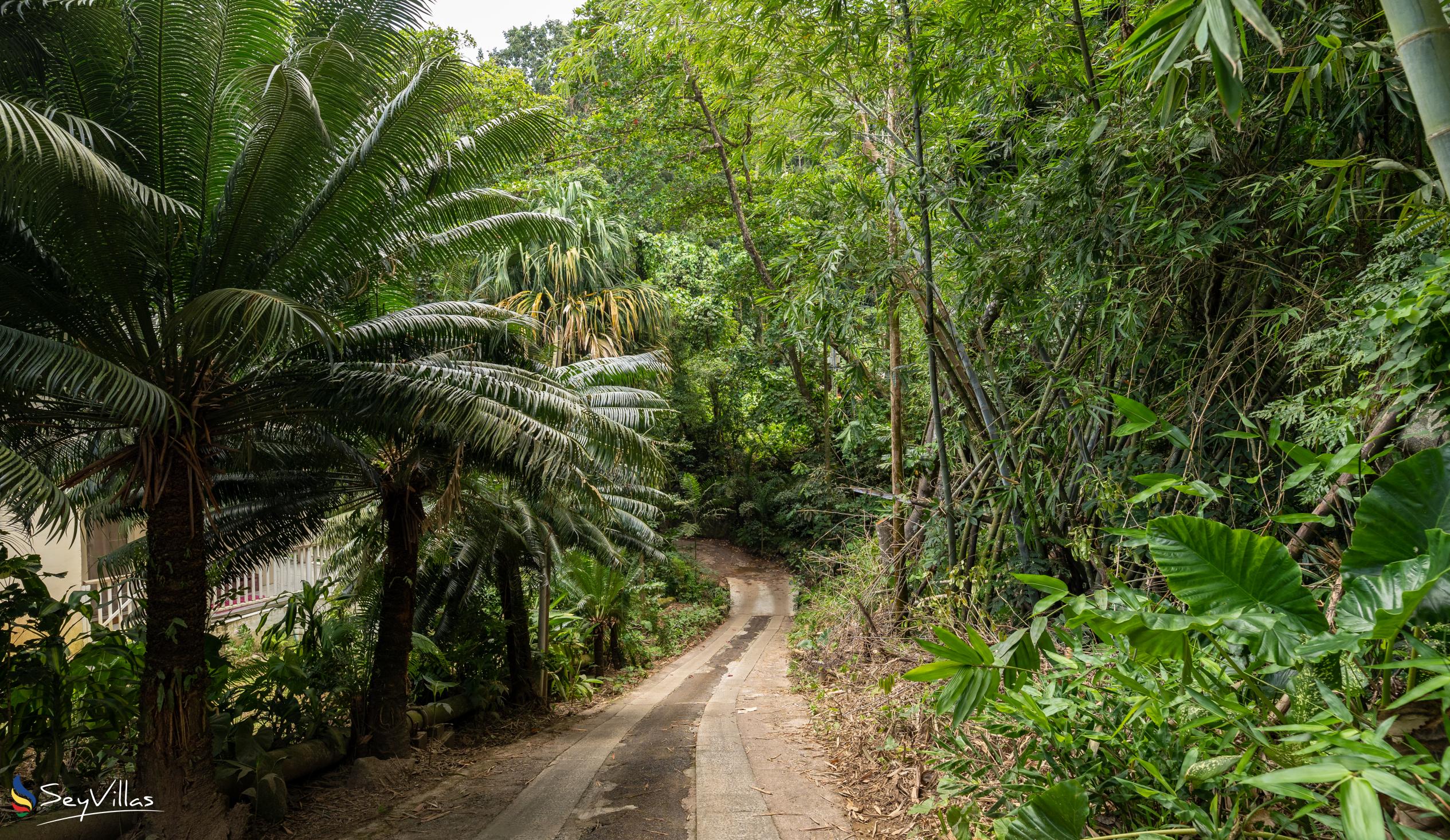 Photo 20: Coconut Climb - Location - Mahé (Seychelles)