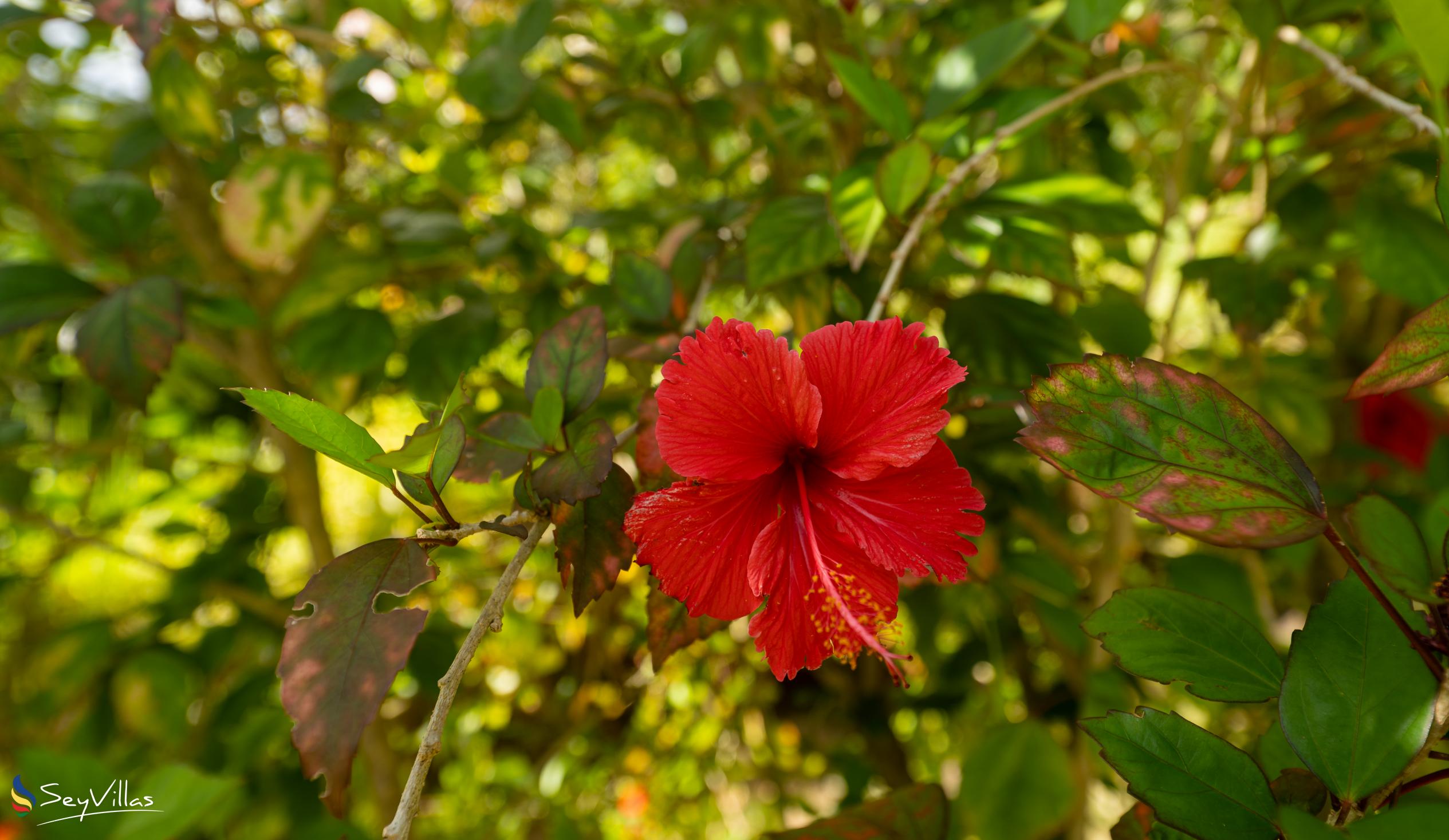 Foto 15: Roz Avel Villa - Aussenbereich - Mahé (Seychellen)