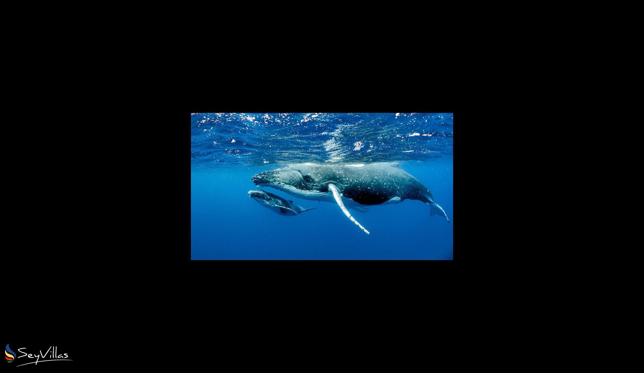 Foto 1: Silhouette Whales and Dolphins Expedition - Aussenbereich - Seychellen (Seychellen)