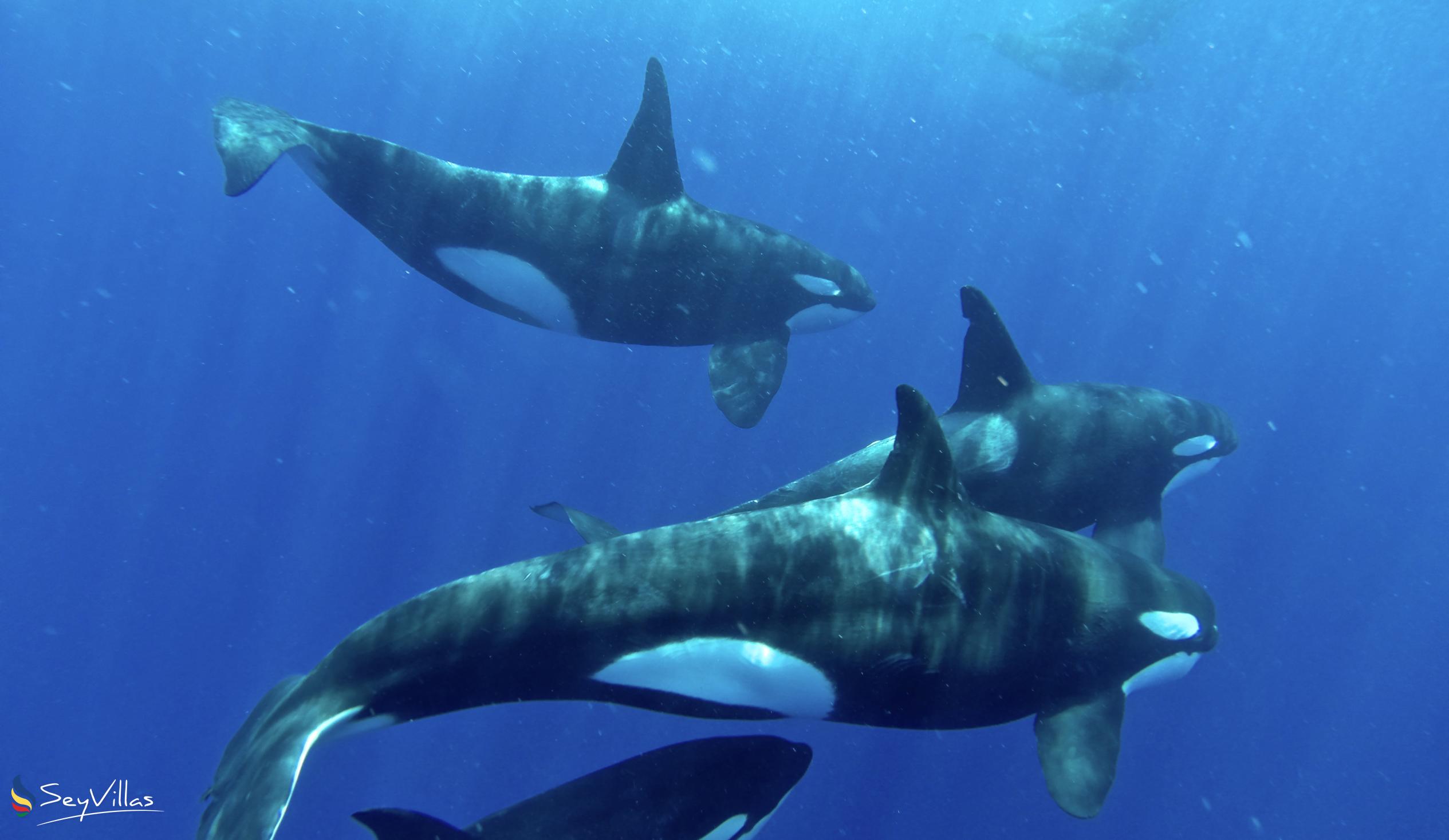 Foto 9: Silhouette Whales and Dolphins Expedition - Aussenbereich - Seychellen (Seychellen)