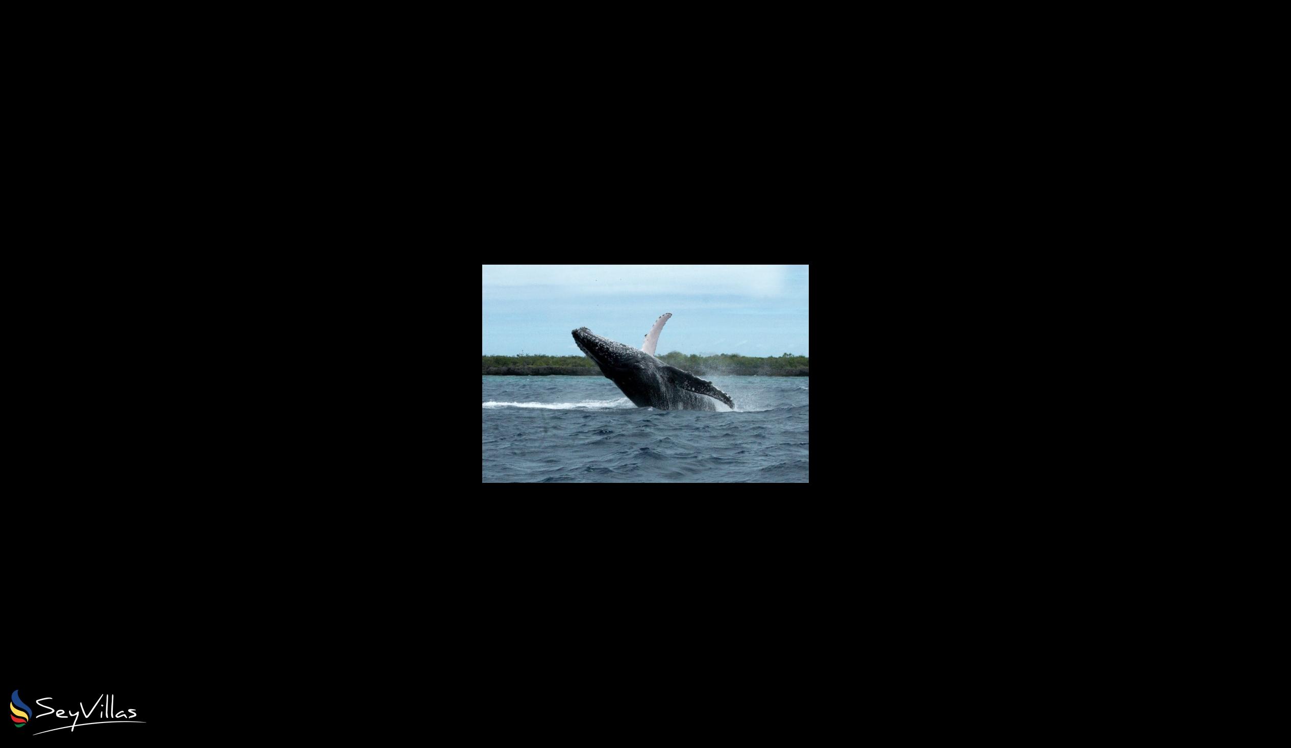 Foto 2: Silhouette Whales and Dolphins Expedition - Aussenbereich - Seychellen (Seychellen)