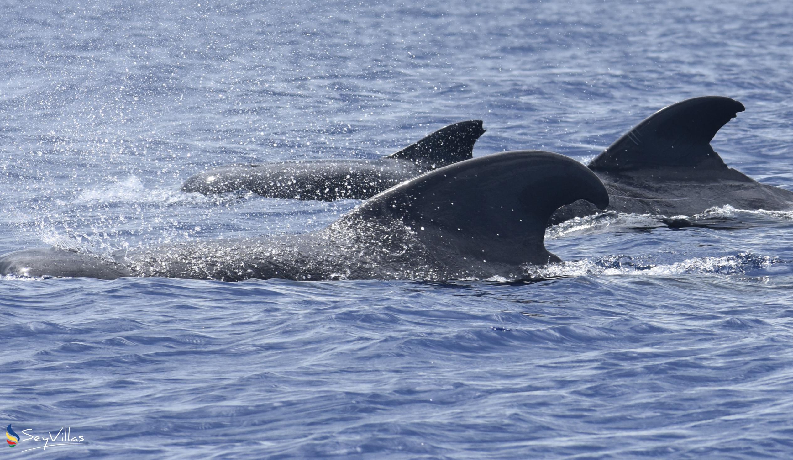 Foto 12: Silhouette Whales and Dolphins Expedition - Extérieur - Seychelles (Seychelles)
