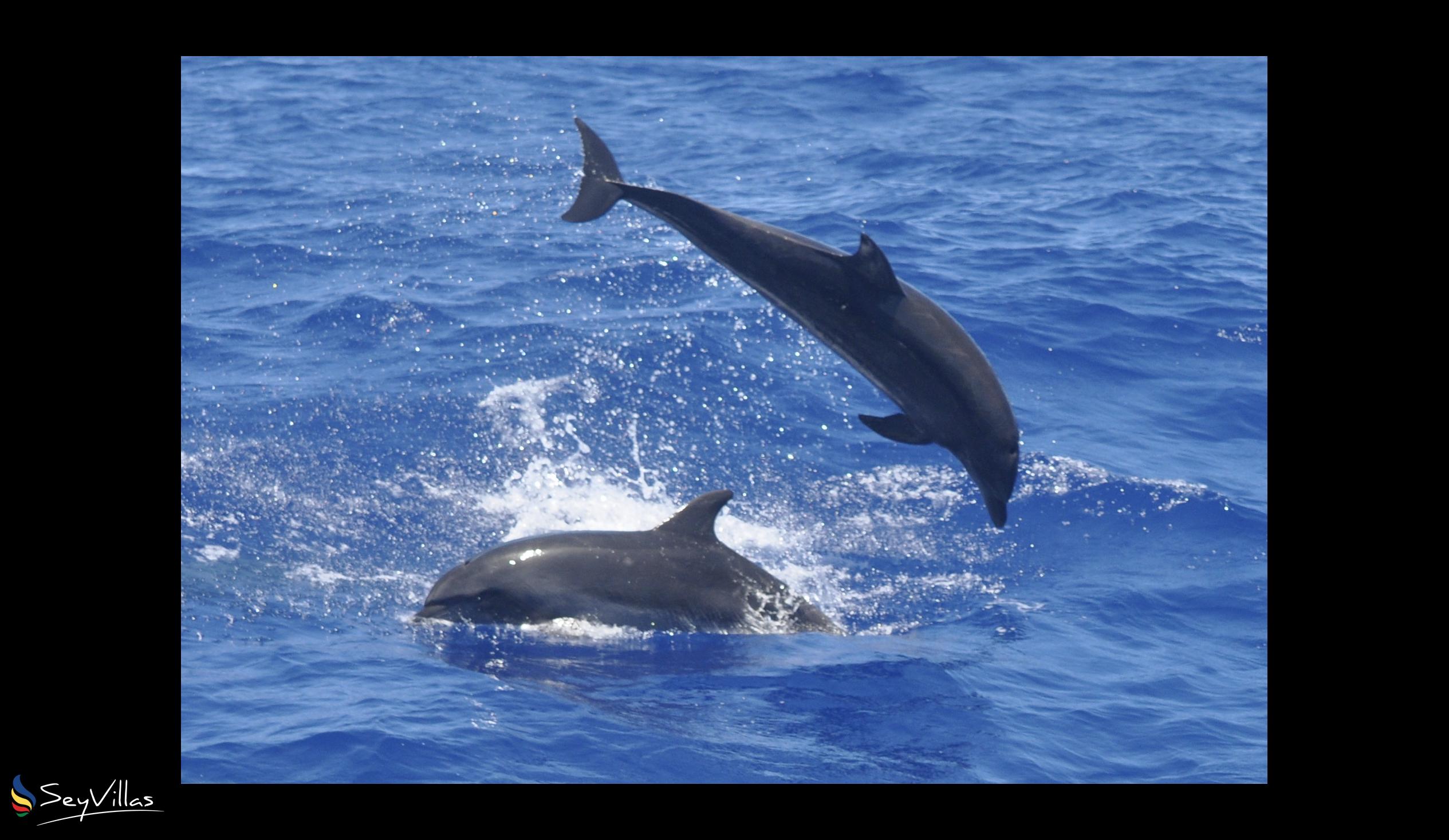 Foto 4: Silhouette Whales and Dolphins Expedition - Aussenbereich - Seychellen (Seychellen)