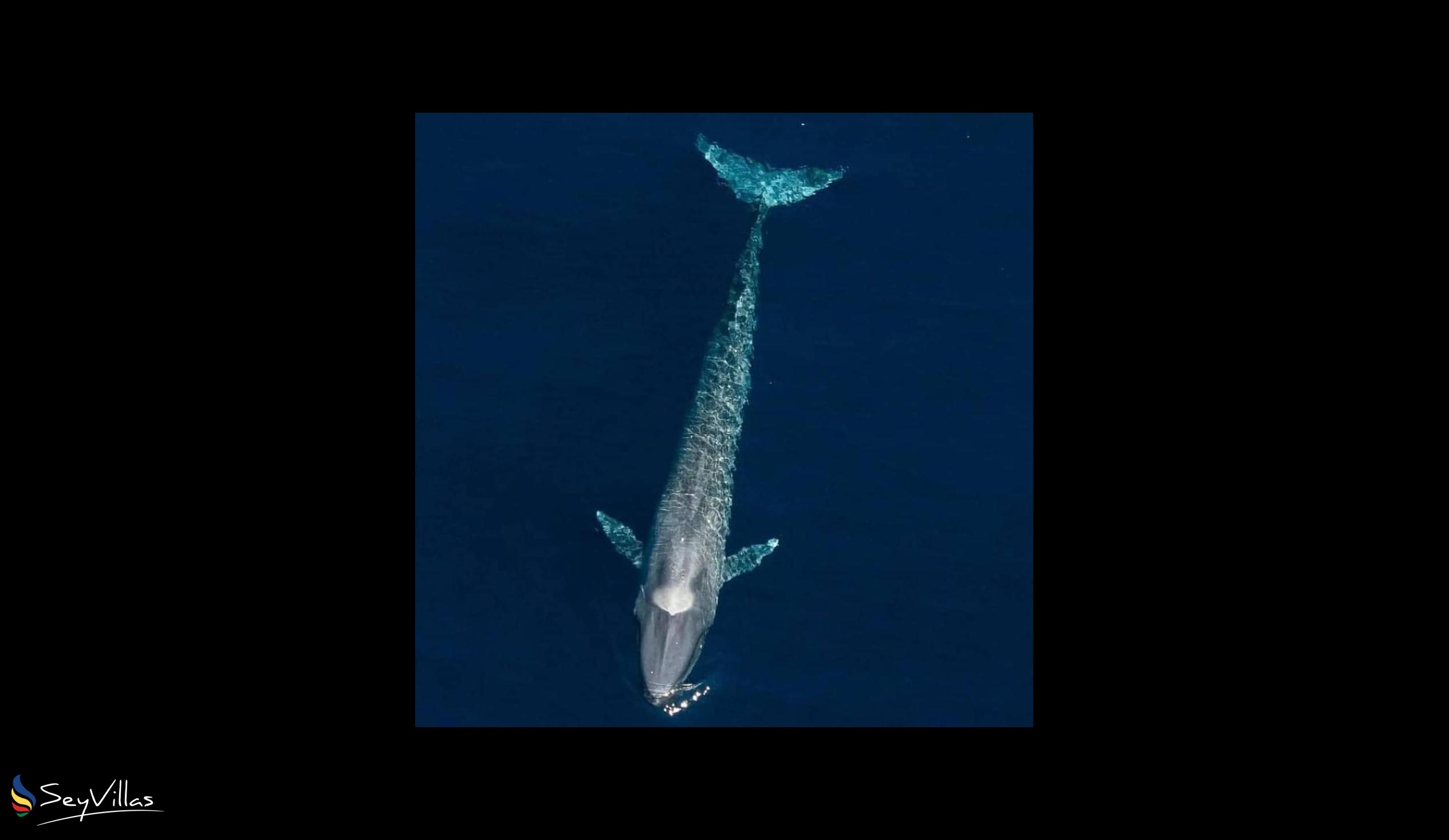 Foto 11: Silhouette Whales and Dolphins Expedition - Aussenbereich - Seychellen (Seychellen)